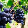 grapes-m201.webp